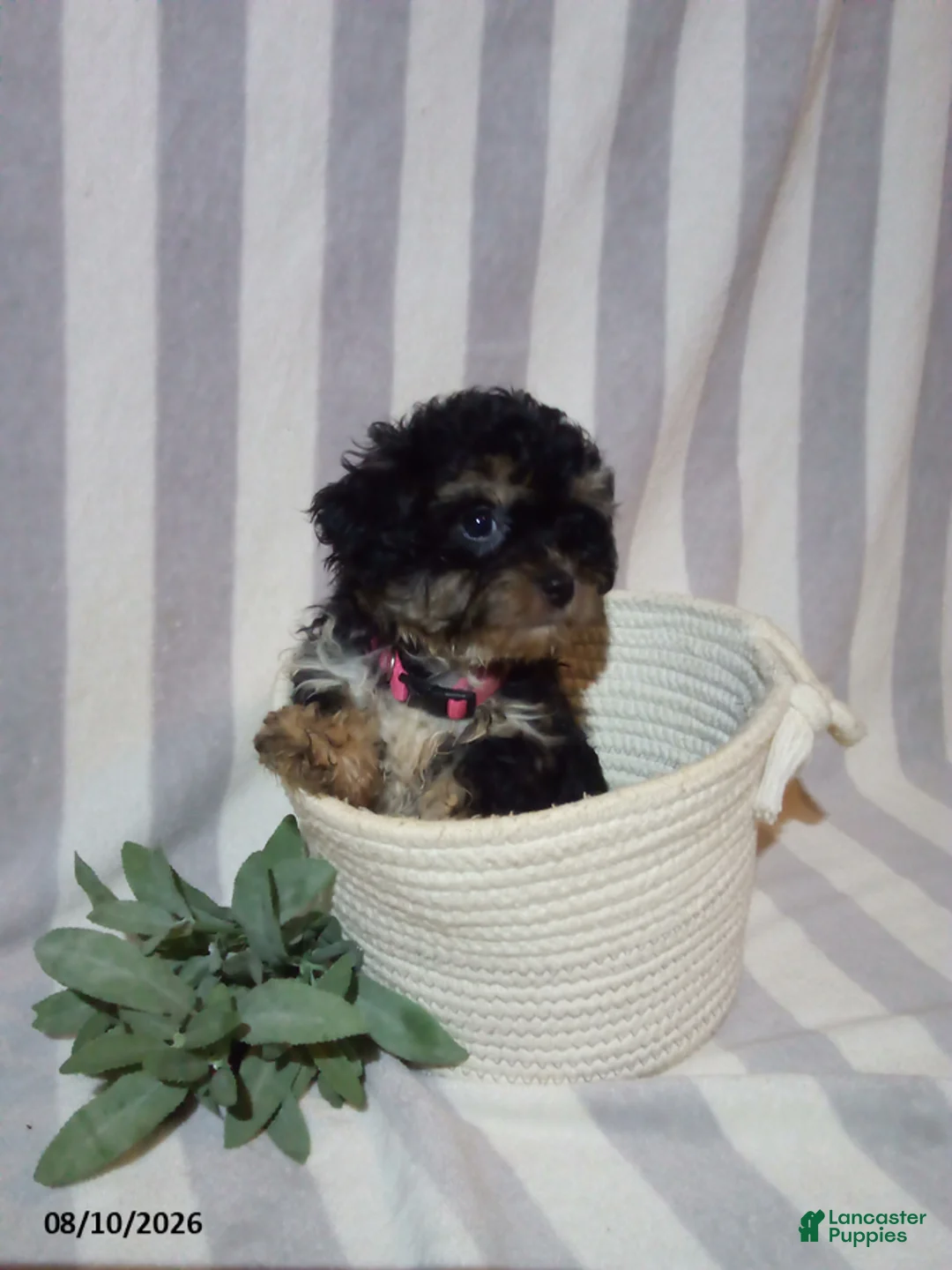 Havapoo dogs for sale: Chloe - Ad 1