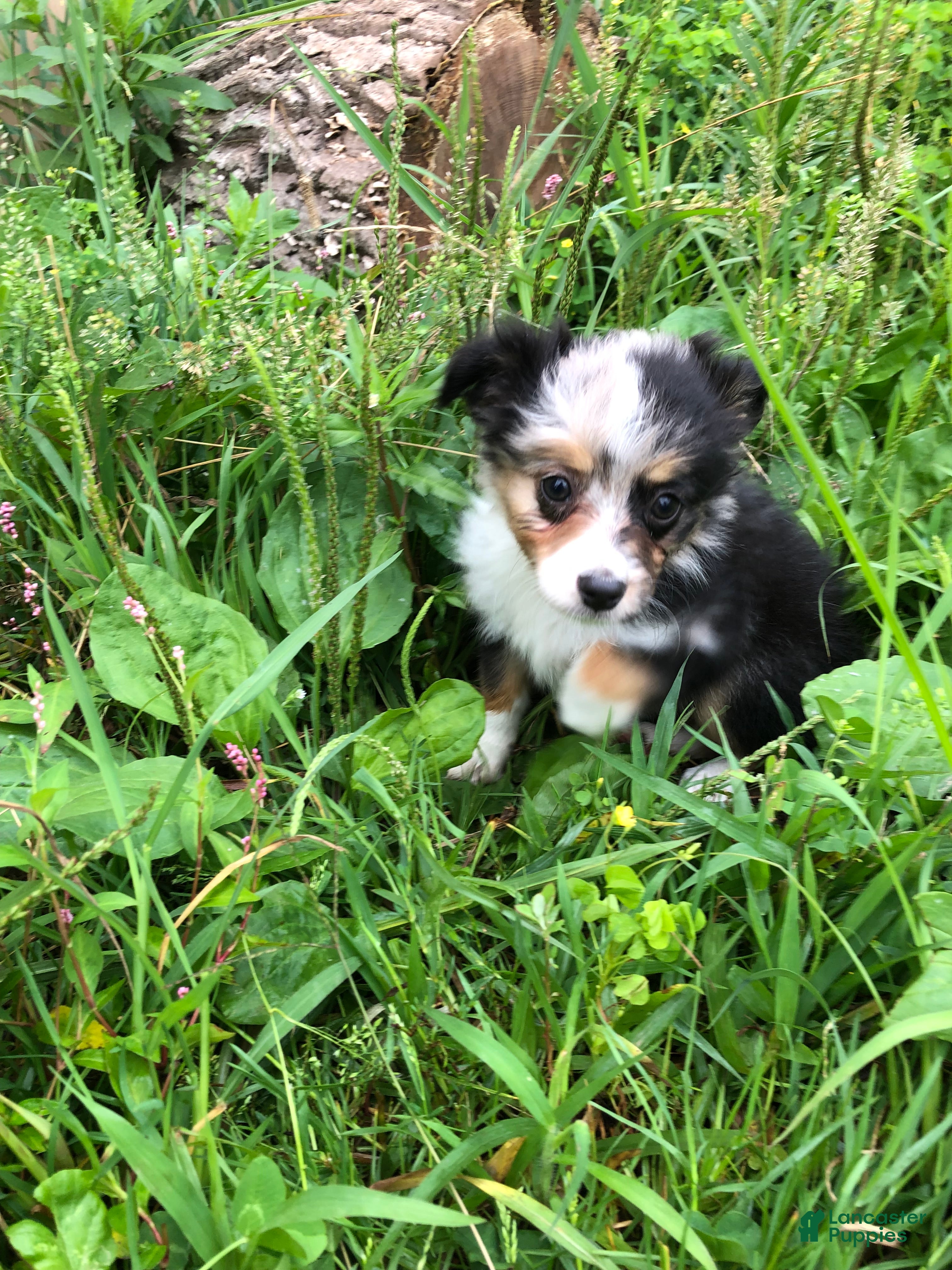 Toy Australian Shepherd dogs Alaska - Ad 1