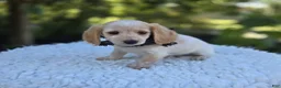 Miniature Dachshund dogs for sale: Violet - Ad 3