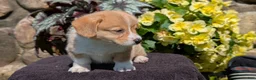 Welsh Corgi Pembroke dogs for sale: Namor  - Ad 6