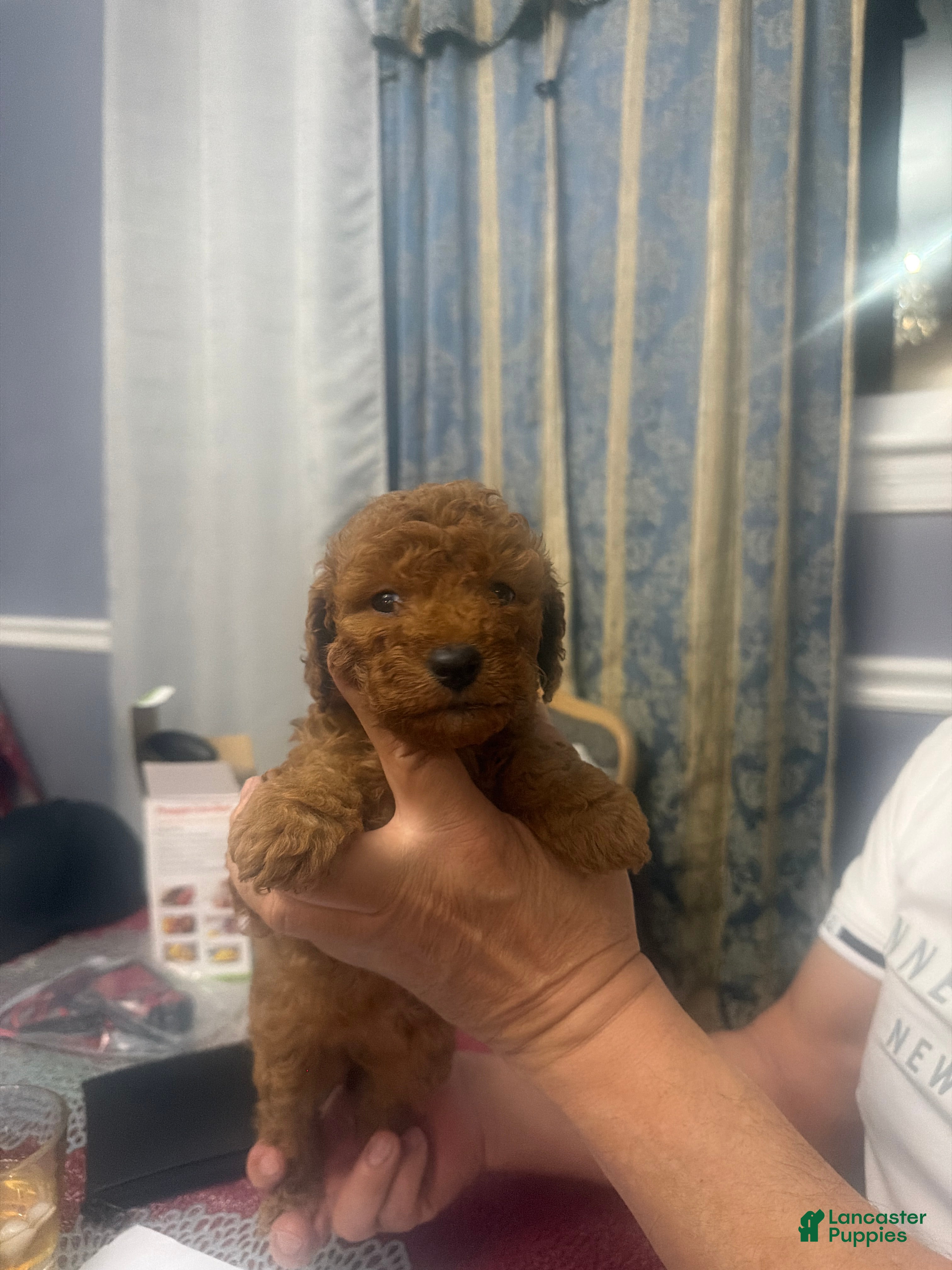 Miniature Poodle dogs Big girl - Ad 1