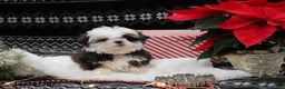 Shih Tzu dogs for sale: Elf - Ad 3