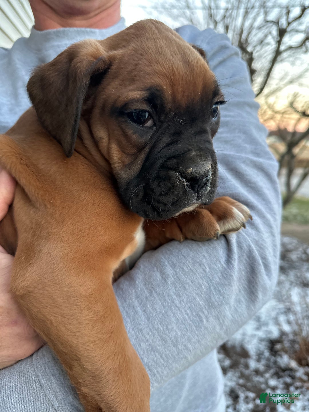 Boxer dogs for sale: Cale - Ad 1