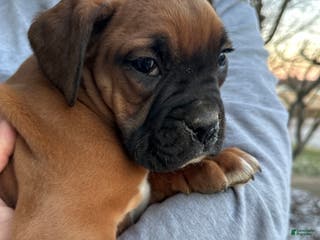 Boxer dogs Cale - Ad 42