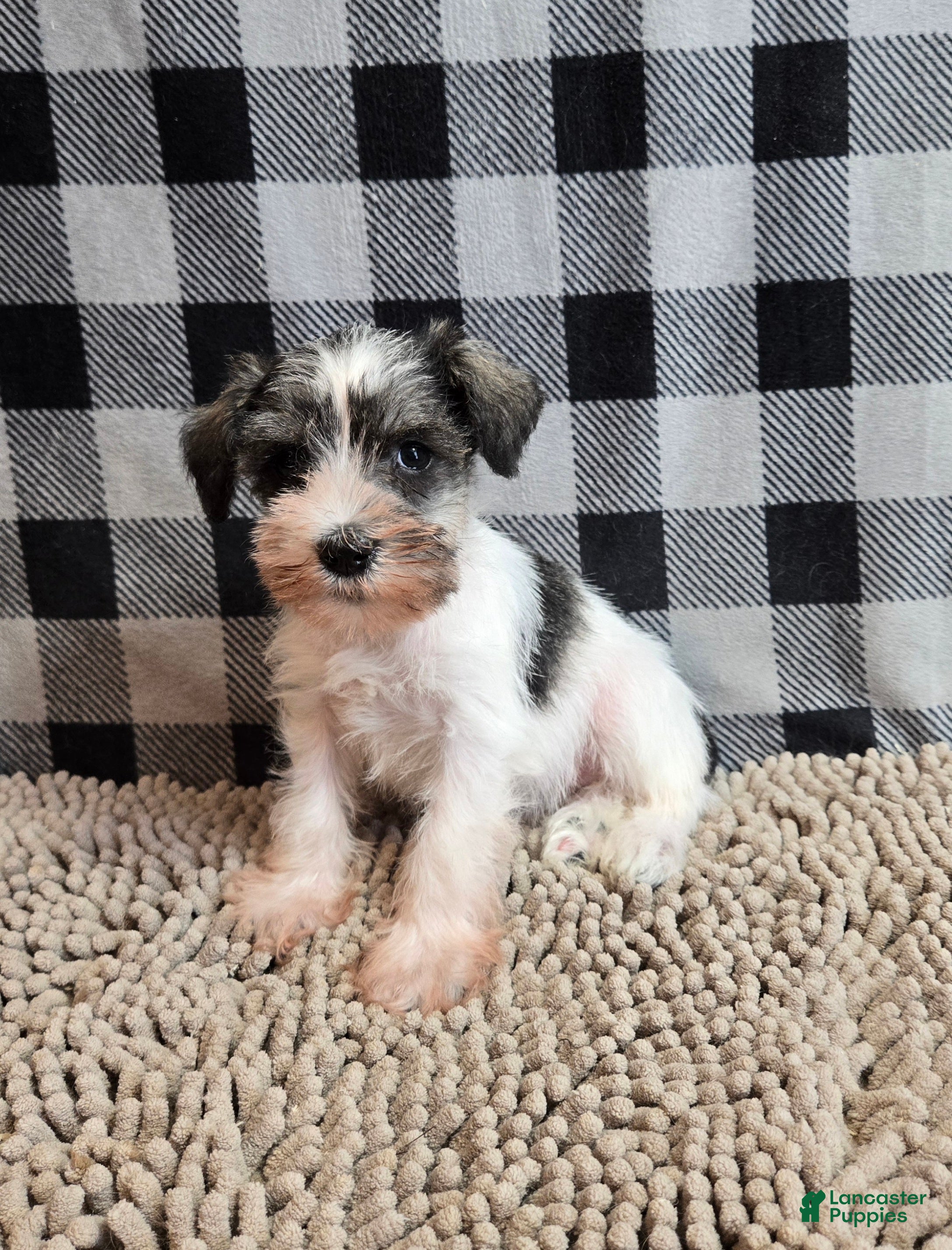 Miniature Schnauzer dogs Stella - Ad 1