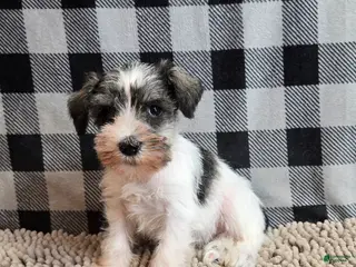 Miniature Schnauzer dogs for sale: Stella - Ad 1