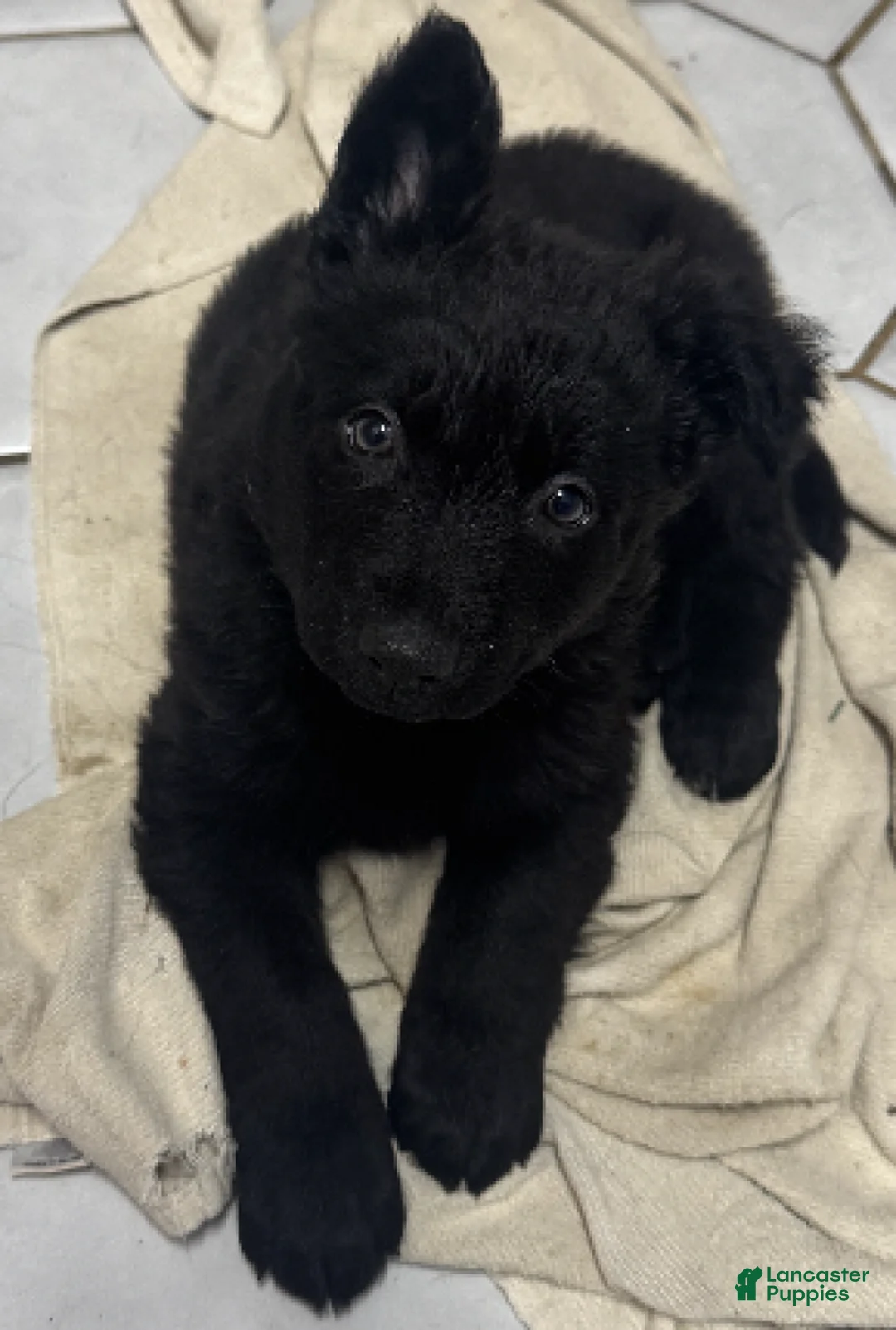 German Shepherd dogs for sale: Minnie - German Shepherd Puppy  - Ad 3