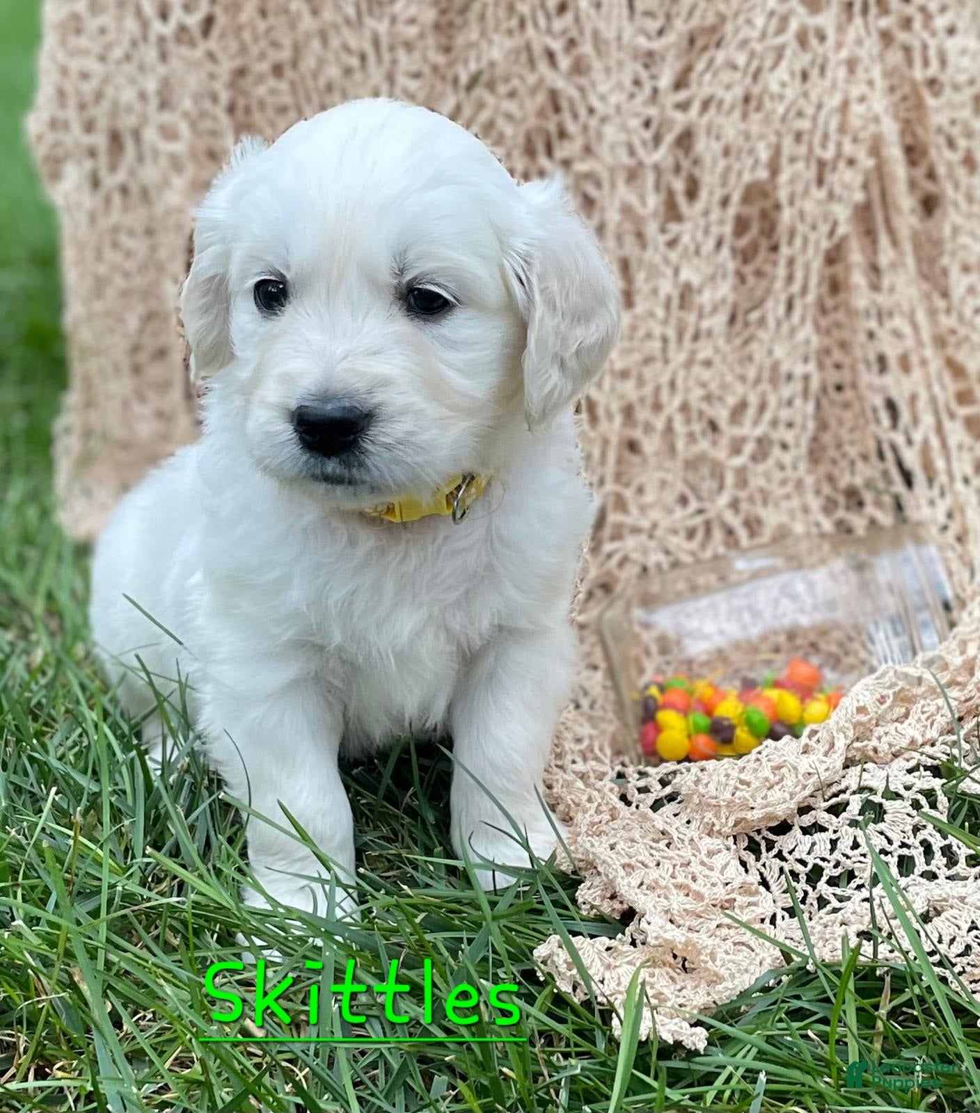 Golden Retriever dogs Skittles - Ad 4