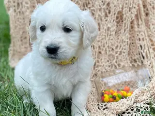 Golden Retriever dogs Skittles - Ad 4