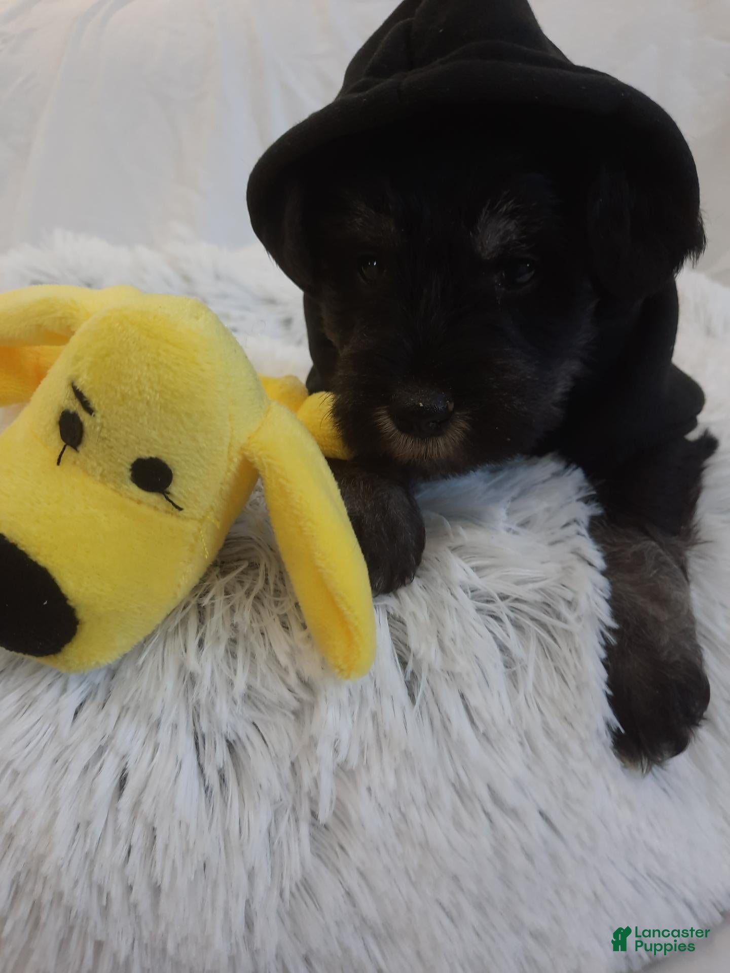Miniature Schnauzer dogs AKC Hot Rod - Ad 2