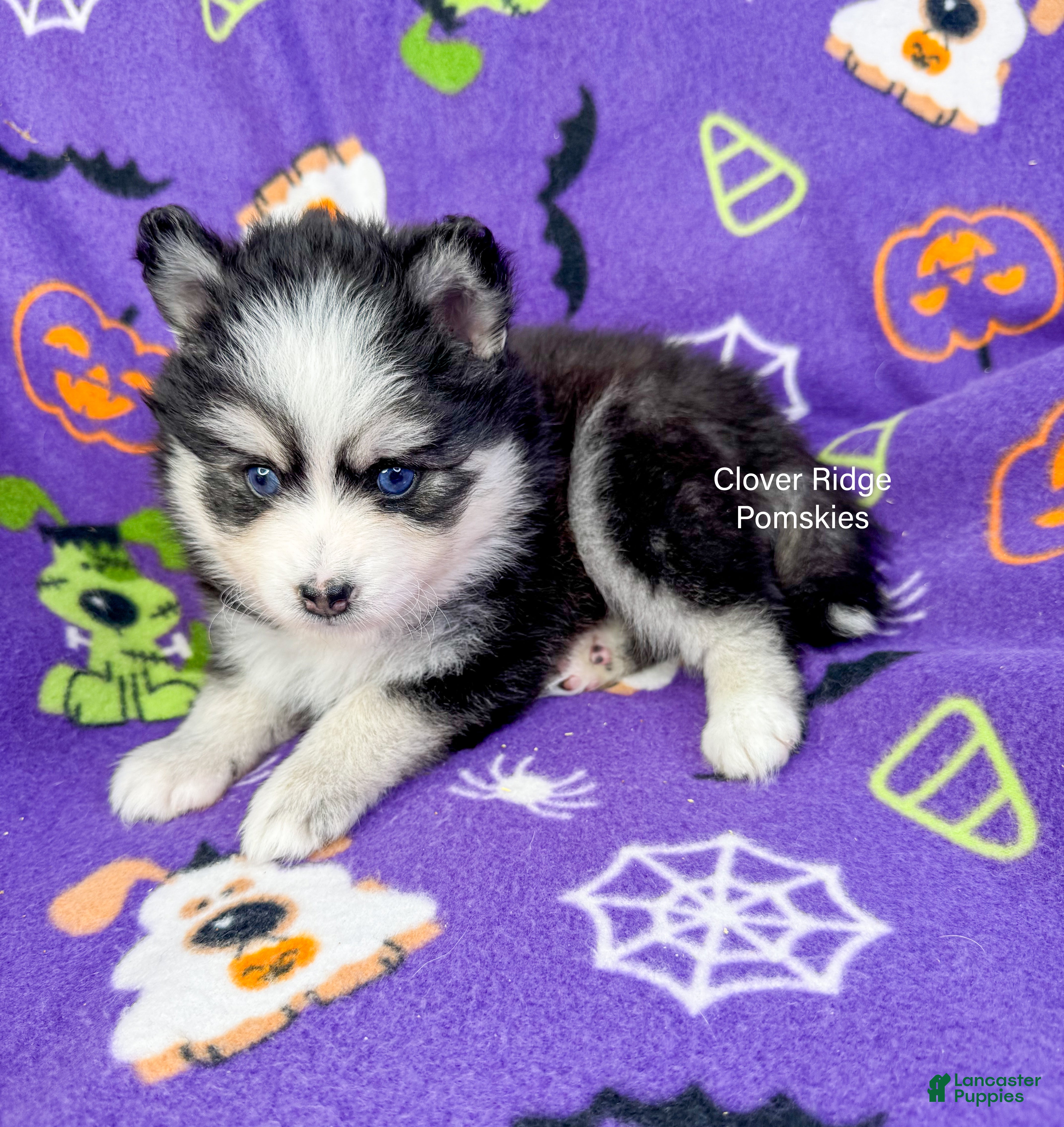 Pomsky dogs for sale: Boone - Ad 2