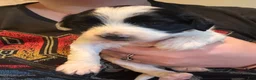 Bichpoo dogs for sale: Hershey - Ad 20