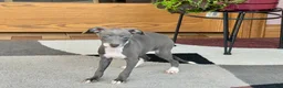Italian Greyhound dogs for sale: Kk - Ad 10