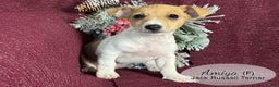 Jack Russell Terrier dogs for sale: Amiya - Ad 3