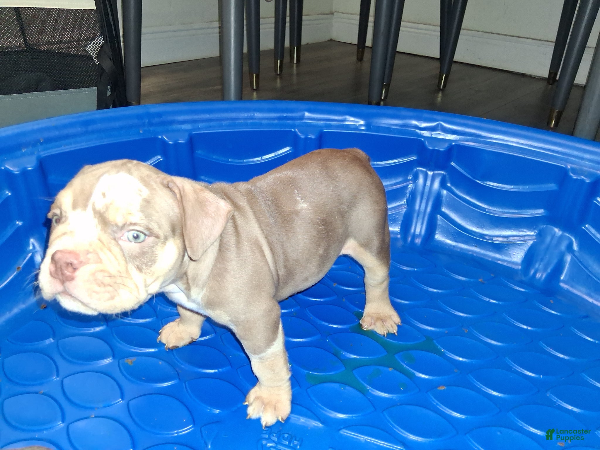 American Bully dogs American Bully Puppy 2 - Ad 36