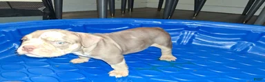 American Bully Puppy 2