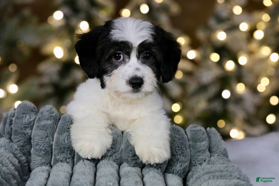 Teddy Bear dogs for sale: Elfie - Ad 5