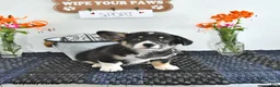 Welsh Corgi Pembroke dogs for sale: Sport - Ad 4