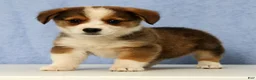 Mixed Breed dogs for sale: Dorsy - Ad 3