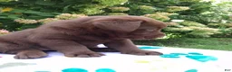 Labrador Retriever dogs for sale: Nova  - Ad 8