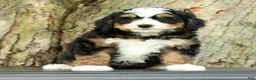 Mini Bernedoodle dogs for sale: Sophia - Ad 6