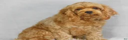 Cavapoo dogs for sale: Kara - Ad 4