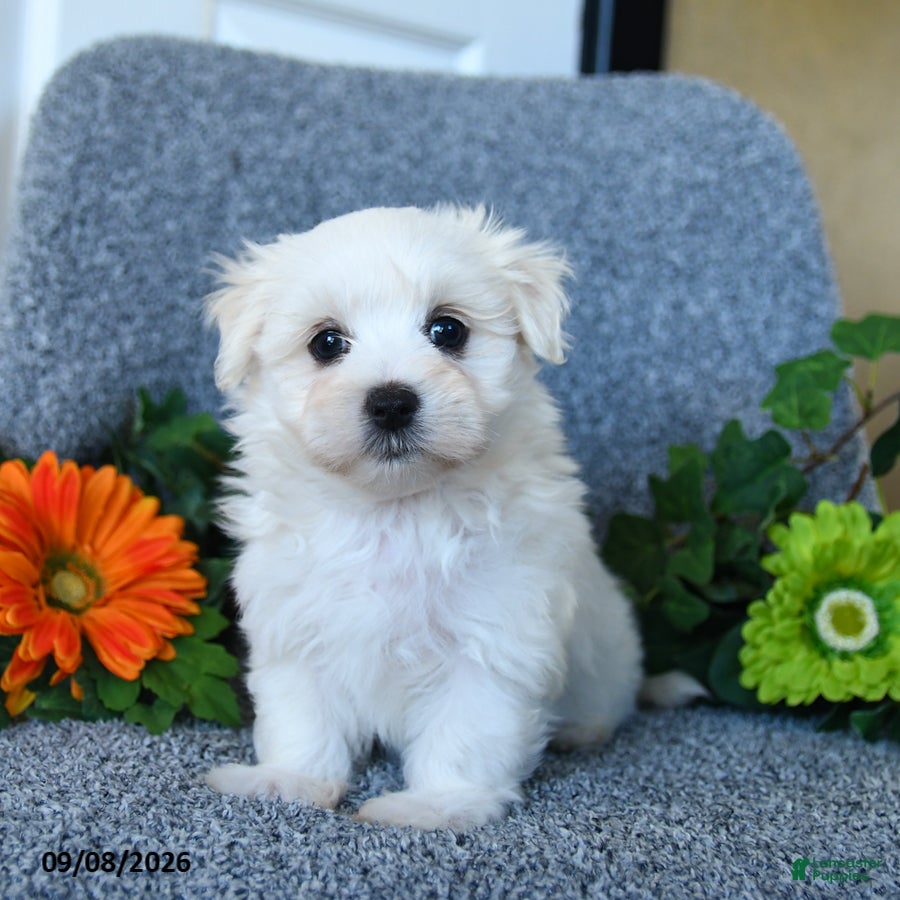 Maltese dogs Mason - Ad 1