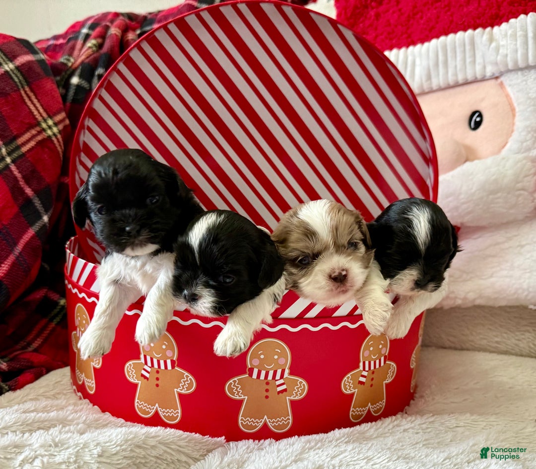 Shihpoo dogs for sale: Glinda  - Ad 15