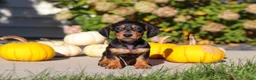 Dachshund dogs for sale: Precious - Ad 9