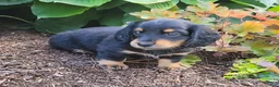 Miniature Dachshund dogs for sale: Vivian  - Ad 39