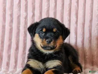 Rottweiler dogs Opal - Ad 12