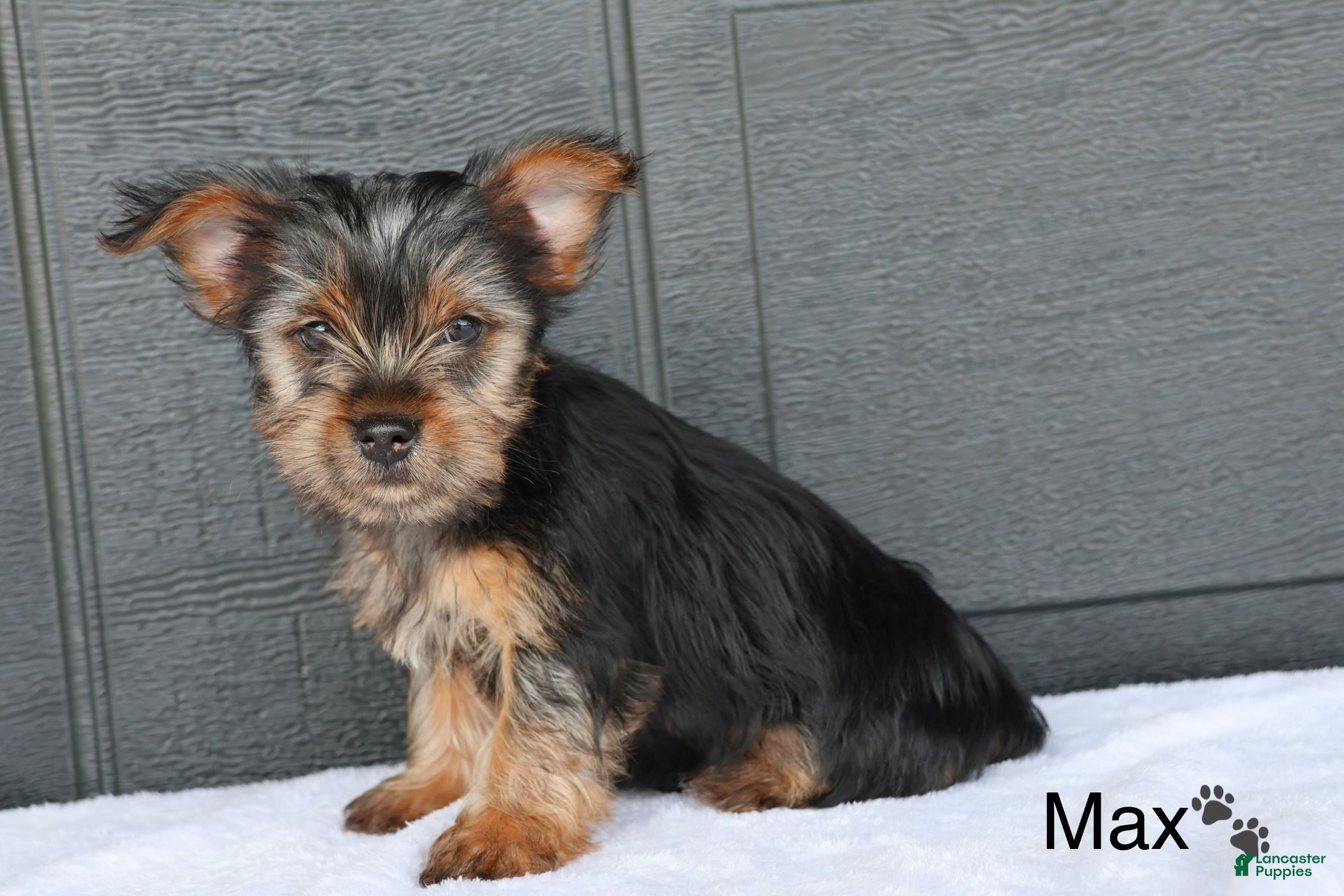 Yorkshire Terrier dogs Max - Ad 1