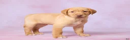 Labrador Retriever dogs for sale: Dallas - Ad 4