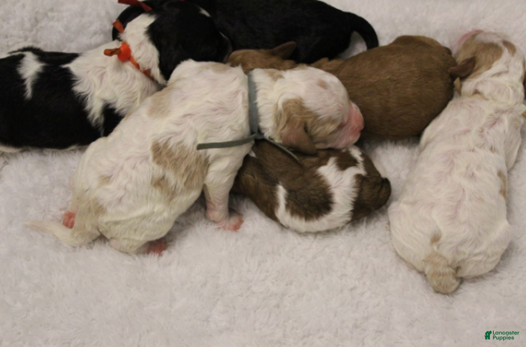 Cavapoo dogs for sale: Jack - Ad 4