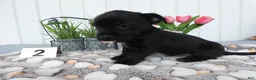 Chorkie dogs for sale: Chorkie 1 Carmelo - Ad 3