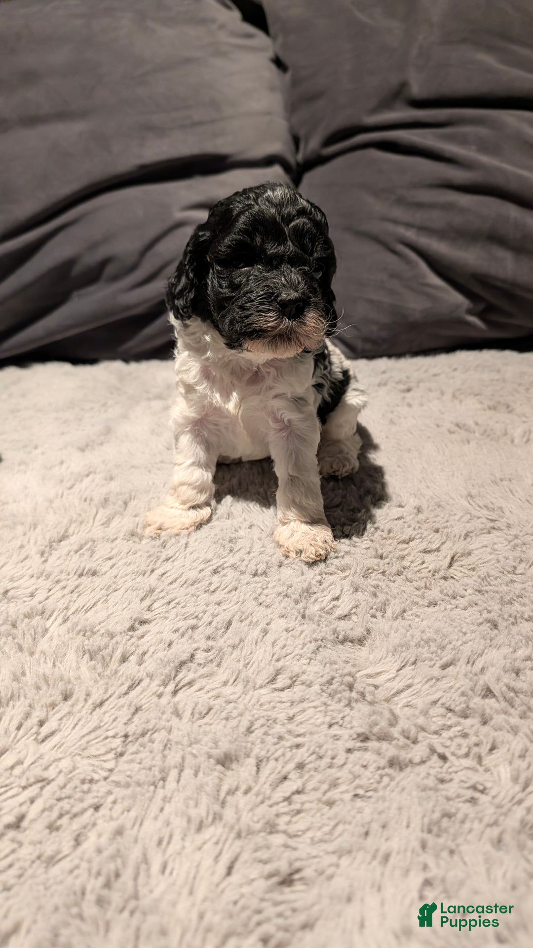 Cockapoo dogs for sale: Raven (F2b) - Ad 2