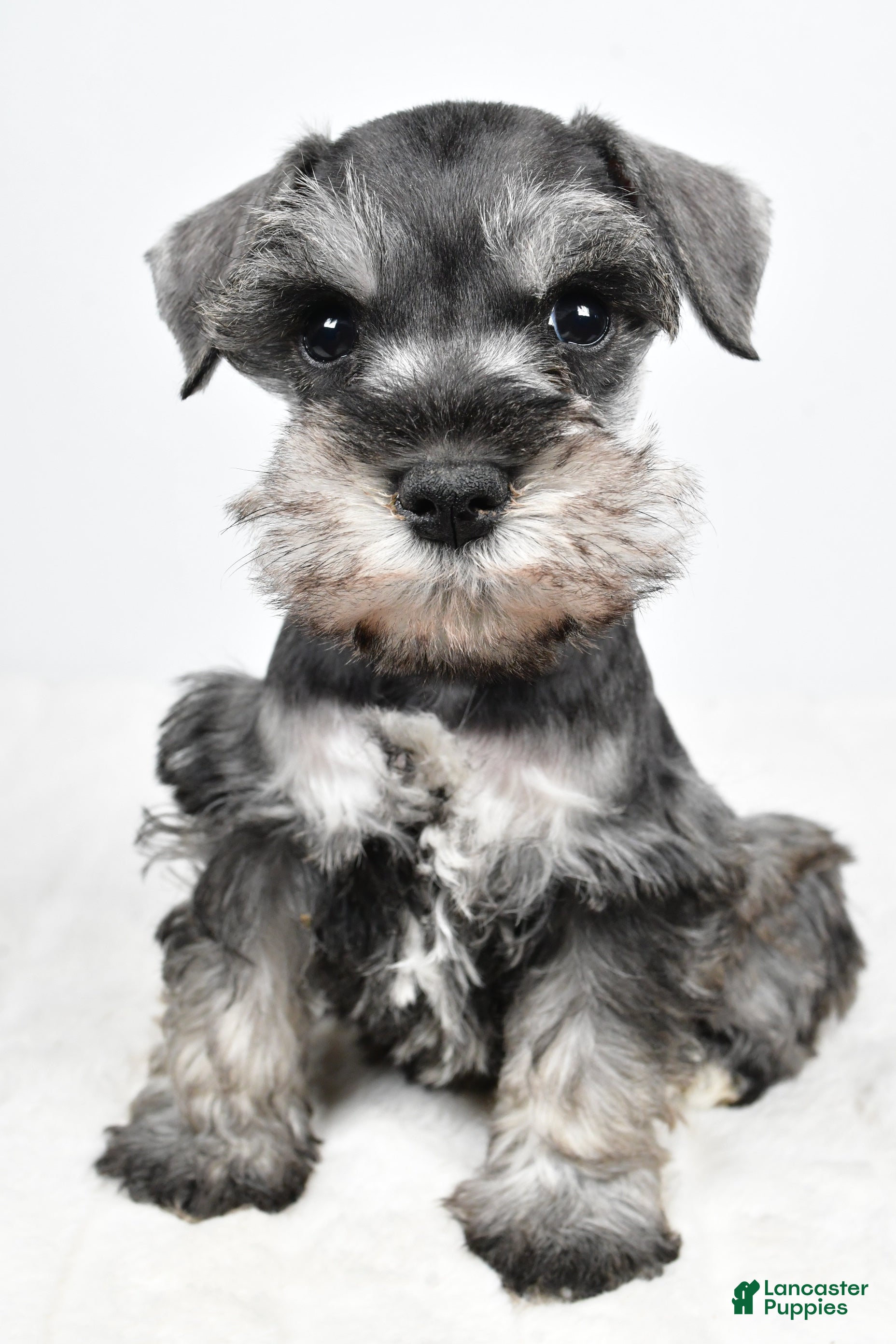 Miniature Schnauzer dogs Lulu - Ad 2