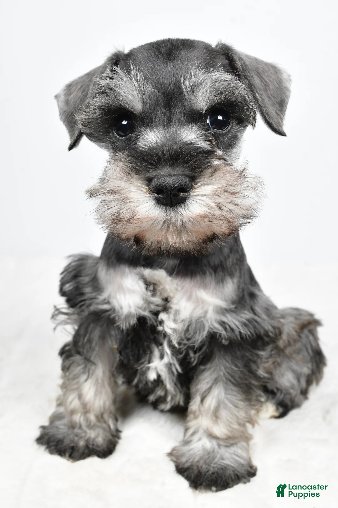 Miniature Schnauzer dogs for sale: Lulu - Ad 2