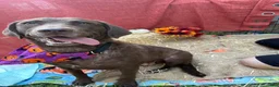 Chesapeake Bay Retriever dogs for sale: Chesapeake Bay Retriever 5 - Ad 5