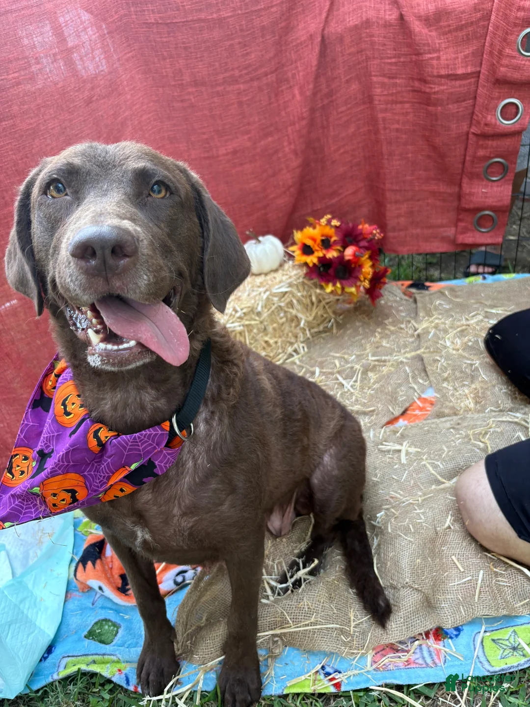 Chesapeake Bay Retriever dogs for sale: Chesapeake Bay Retriever 2 - Ad 2