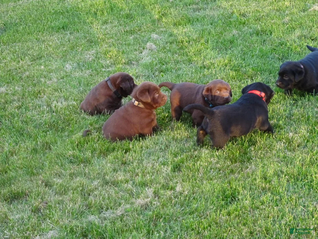 Labrador Retriever dogs for sale: skipper - Ad 4