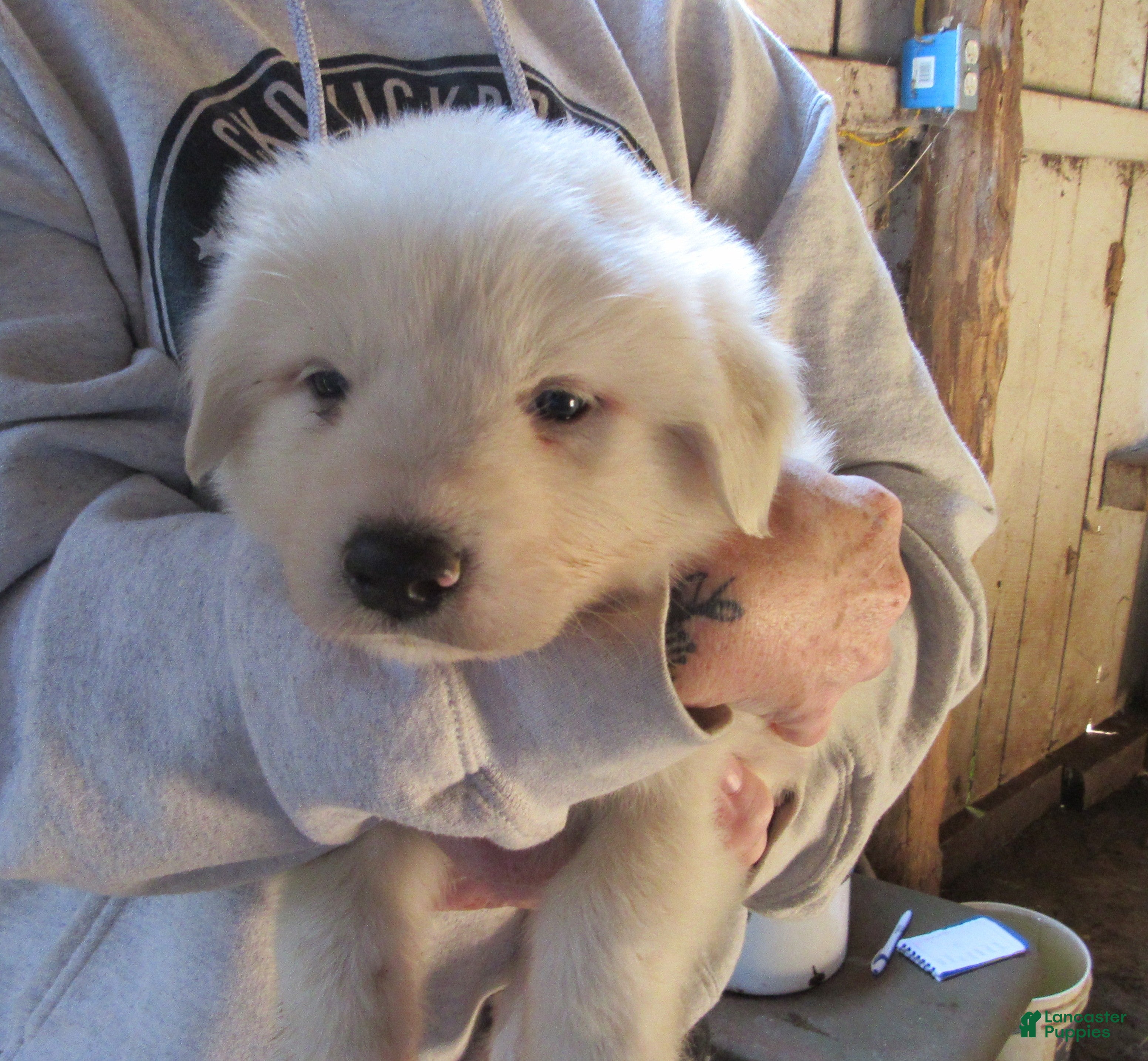 Great Pyrenees dogs Blue Collar Male Great Pyrenees Puppy  all white - Ad 1