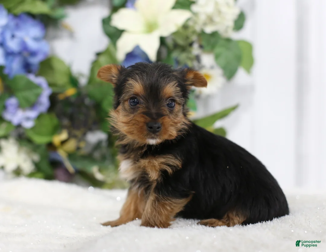 Yorkshire Terrier dogs for sale: Roscoe - Ad 6