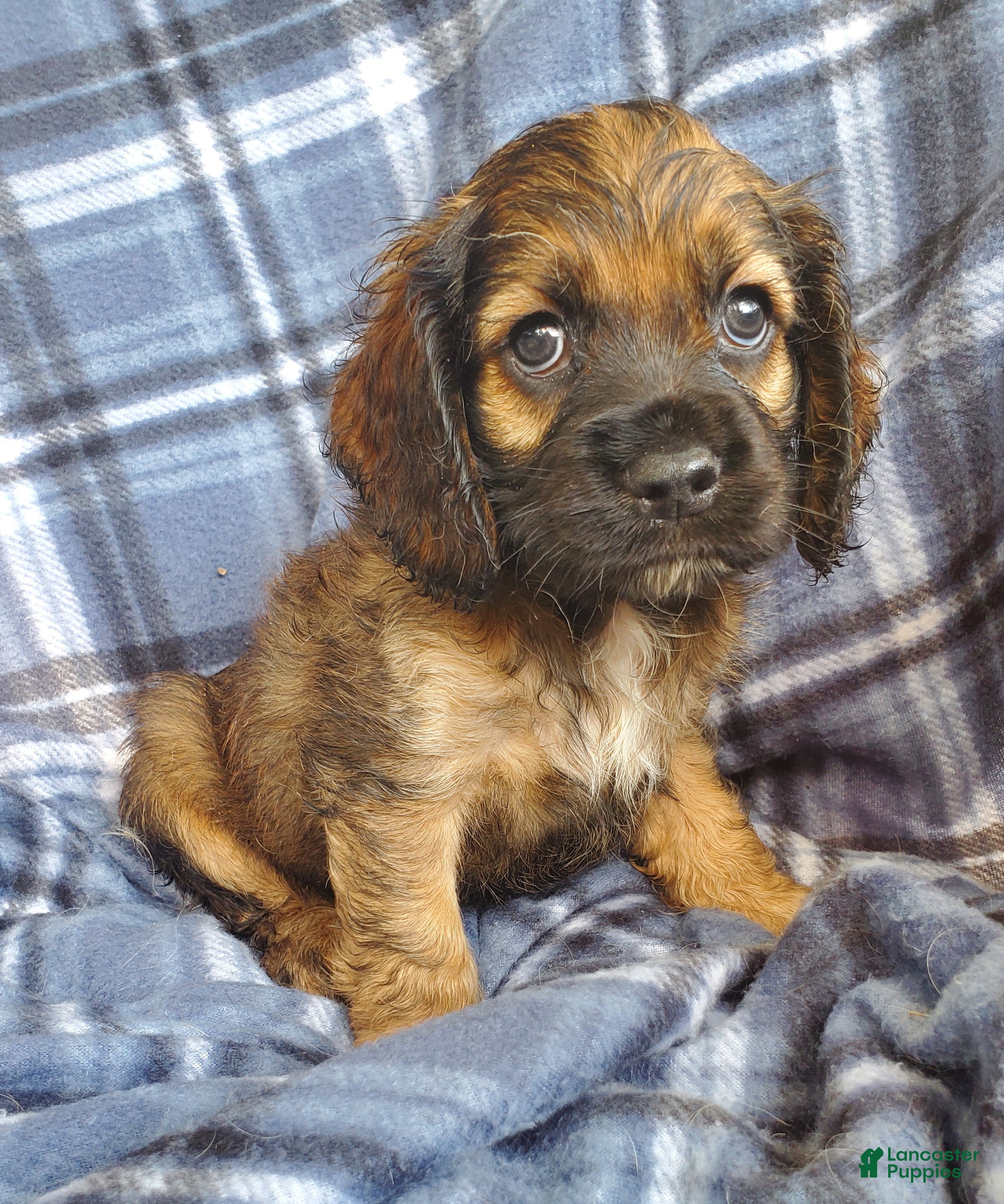 Cocker Spaniel dogs Millie - Ad 2