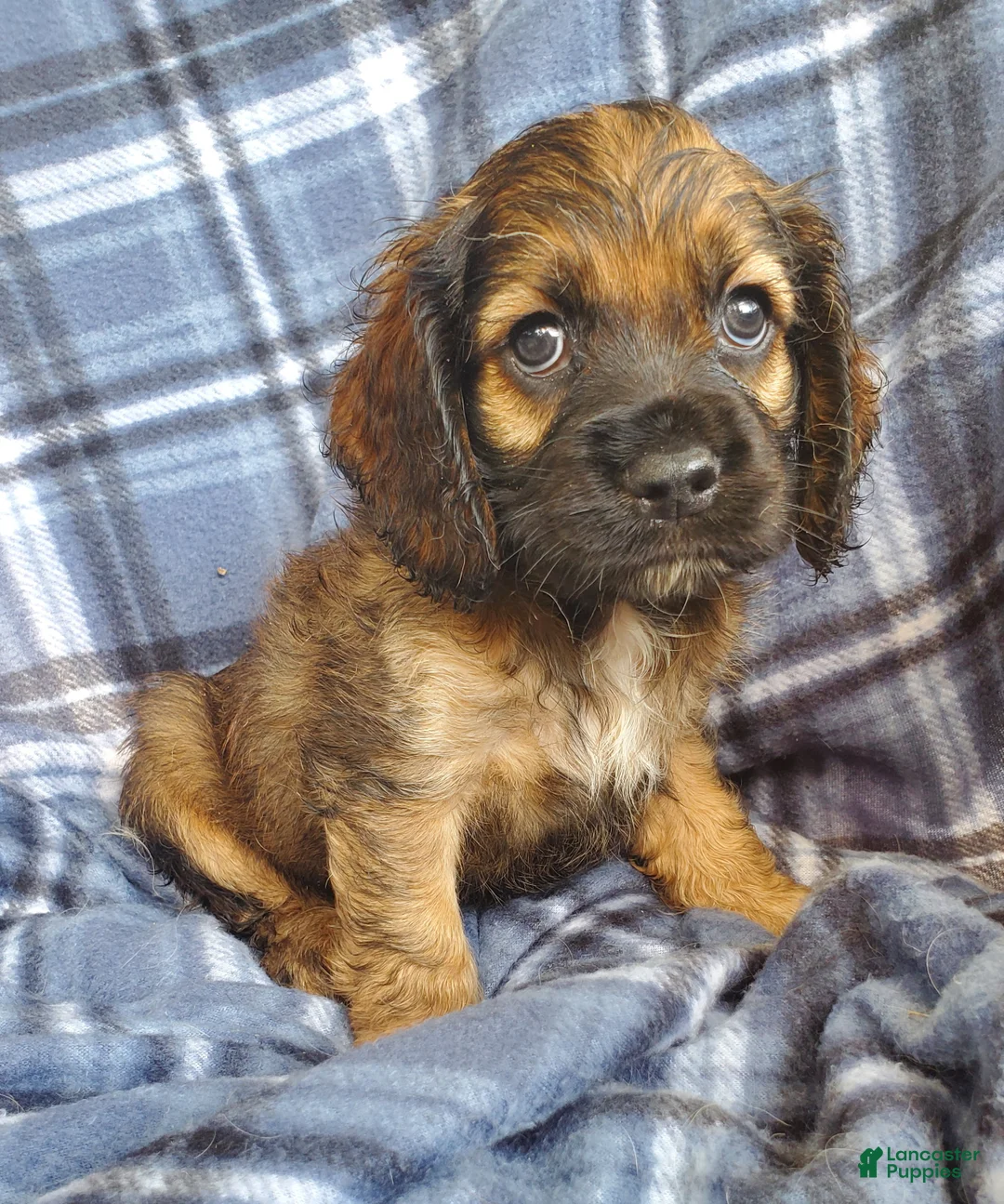 Cocker Spaniel dogs for sale: Millie - Ad 2