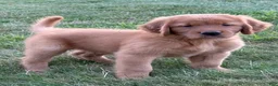 Golden Retriever dogs for sale: Rocco - Ad 6