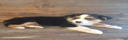 Australian Shepherd dogs for sale: Adam - Ad 5