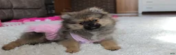 Pomeranian dogs for sale: Pomeranian Puppy 1 - Ad 2