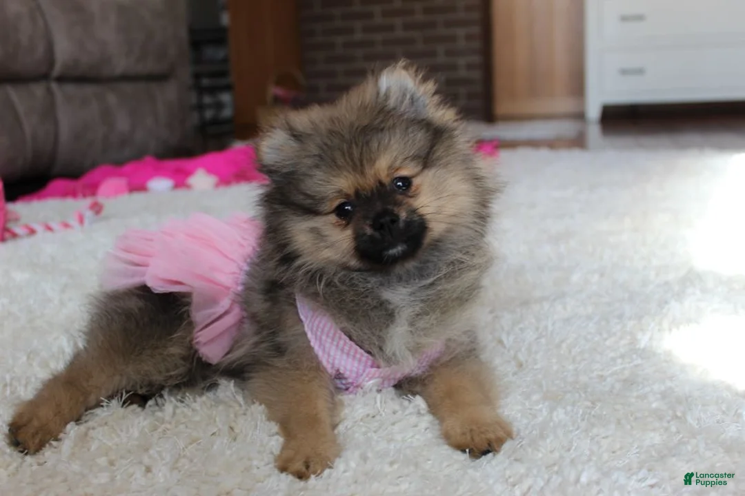 Pomeranian dogs for sale: Pomeranian Puppy 1 - Ad 2