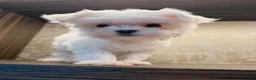 Maltese dogs for sale: Annie - Ad 3